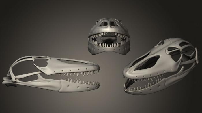 Anatomy of skeletons and skulls (ANTM_0754) 3D model for CNC machine